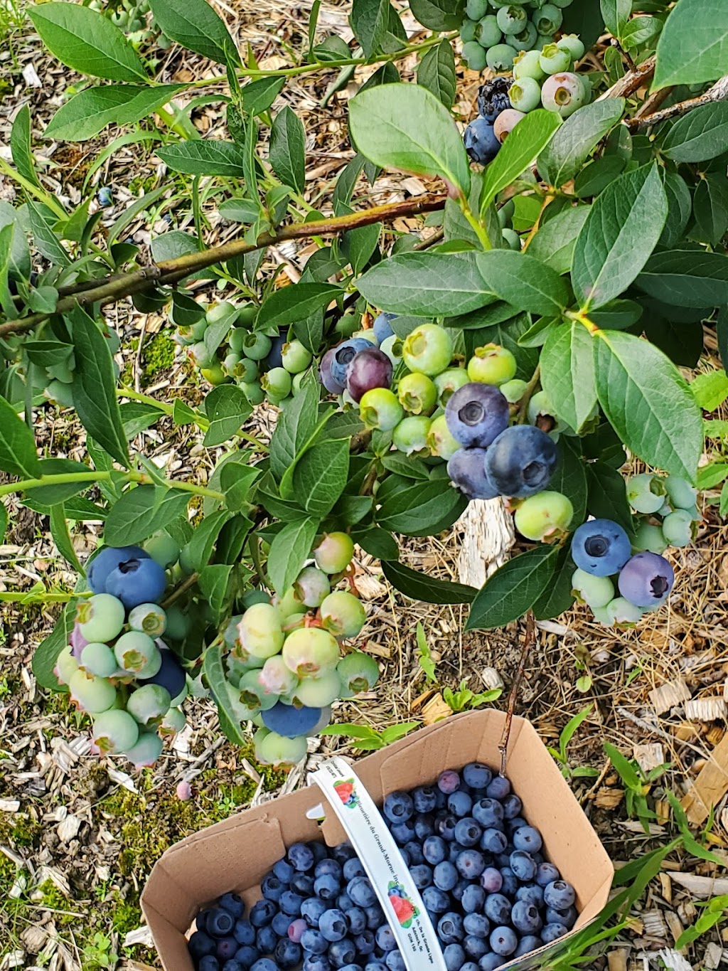 Bleuetière Du Grand-Morne Inc. | 1377 Chem. de la Grande-Ligne, Adstock, QC G0N 1S0, Canada | Phone: (418) 332-0072