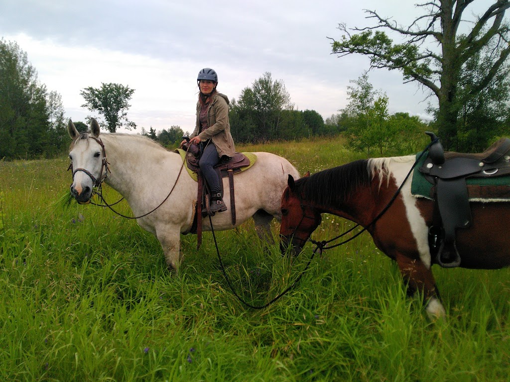 Willis Ranch & Stables | 288 White Water Rd, Pembroke, ON K8A 6W4, Canada | Phone: (613) 732-5645