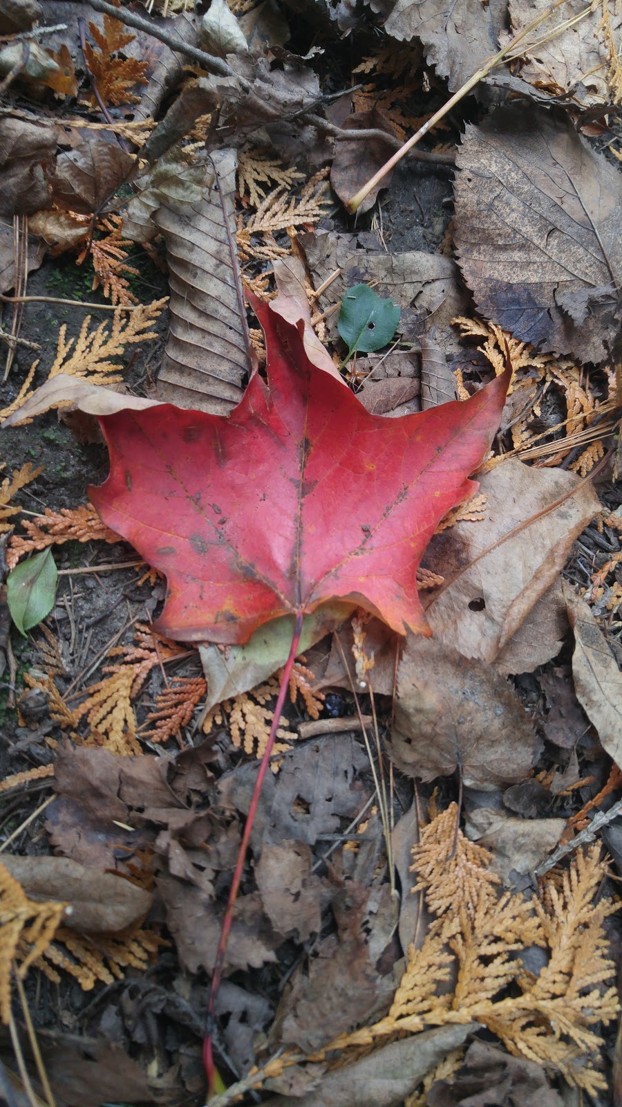 Speed River Trail | Royal Recreation Trail, Guelph, ON N1L 1C6, Canada