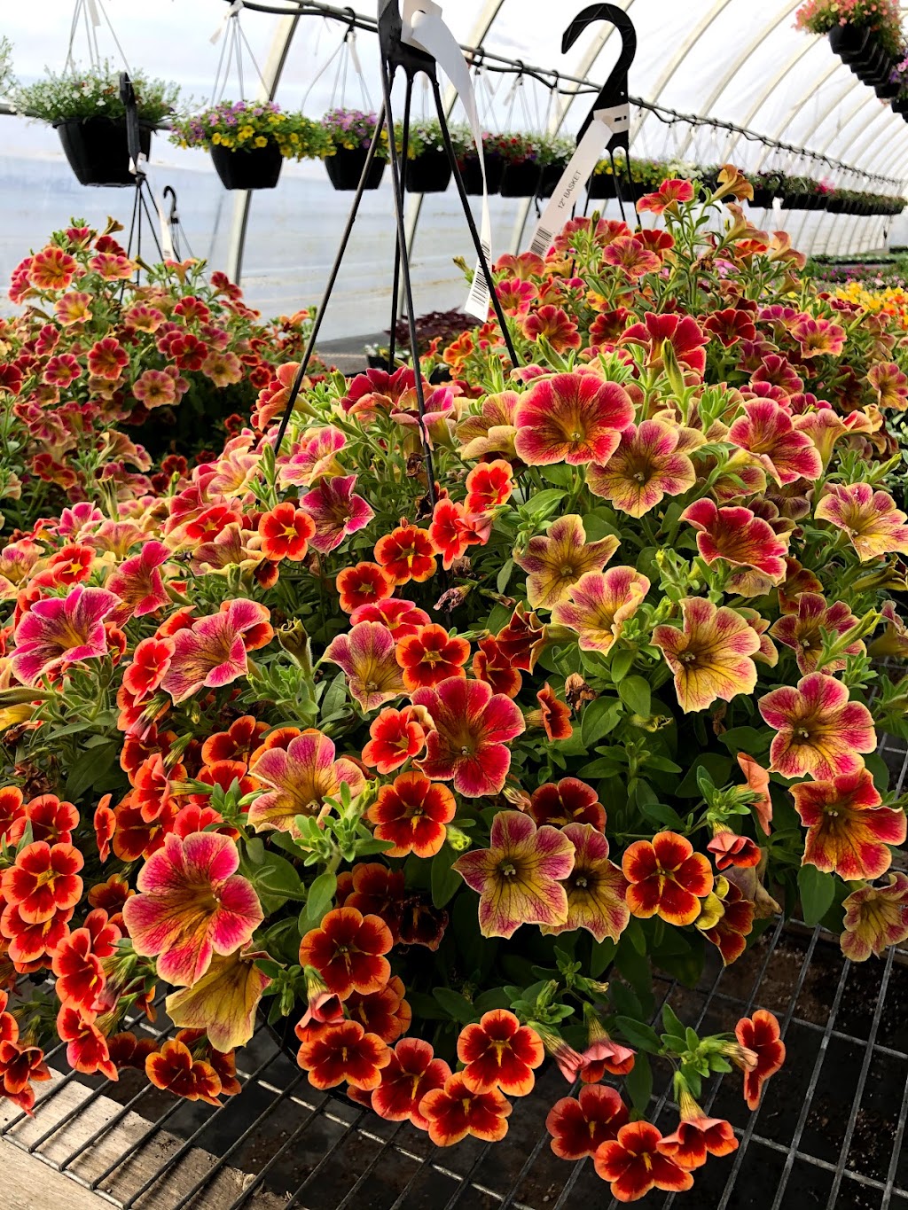 Bison Grow & Greenhouses | 1131TWP RD 545, Bilby, AB T0E 1V0, Canada | Phone: (780) 499-4829