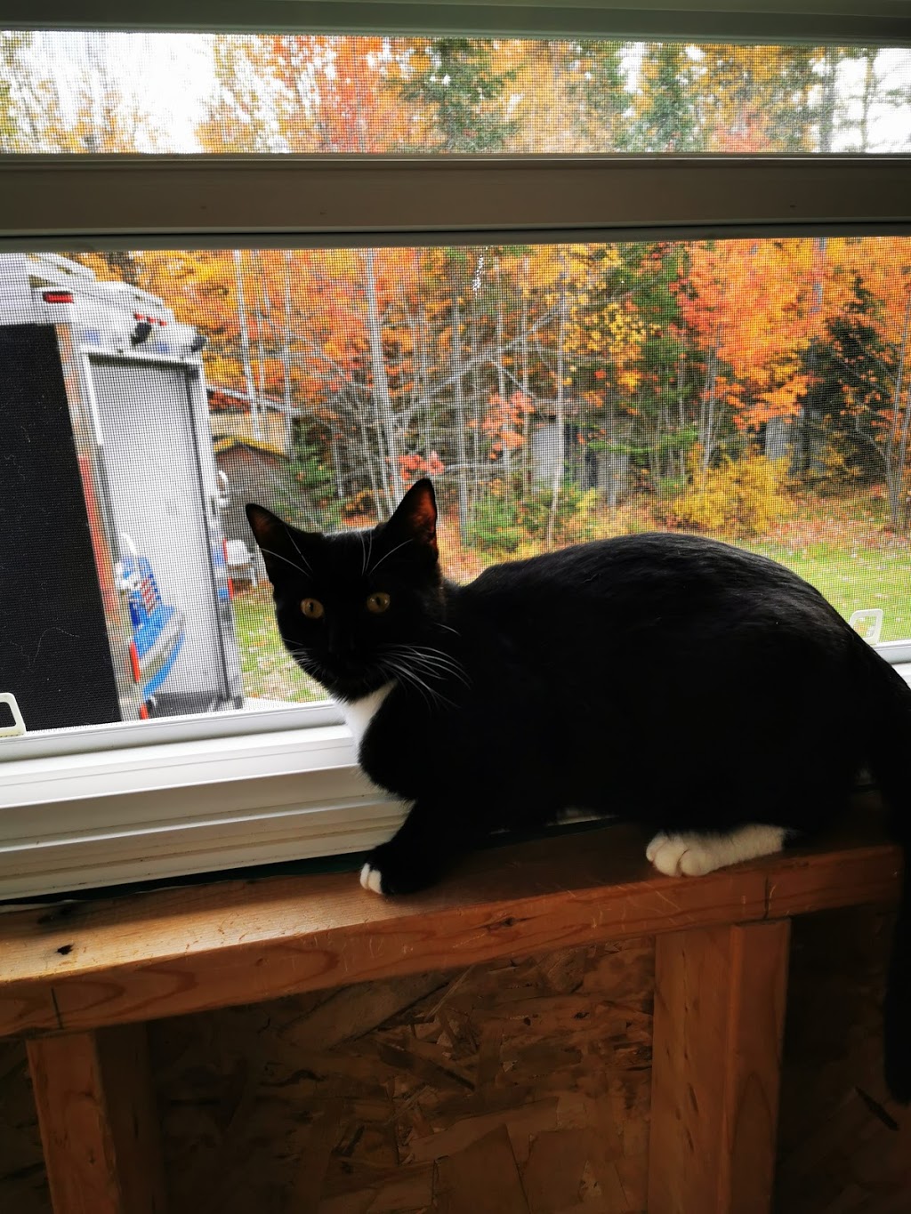 The Oaks Veterinary Medical & Referral Centre | 565 Mapleton Rd, Moncton, NB E1G 2K5, Canada | Phone: (506) 854-6257
