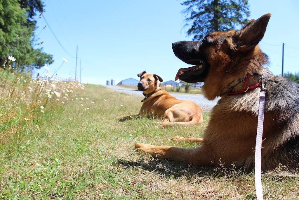 The Common Dog | 13485 Doole Rd, Ladysmith, BC V9G 1G6, Canada | Phone: (250) 889-0286
