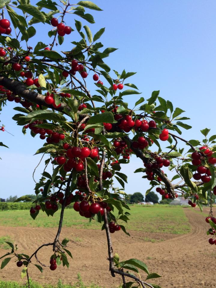 Cherry Lane | 4230 Victoria Ave, Vineland Station, ON L0R 2E0, Canada | Phone: (905) 562-4337 ext. 210