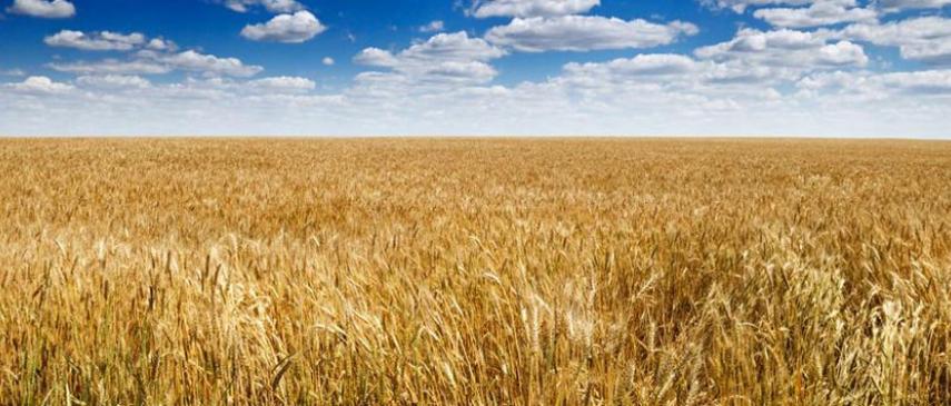 Ganaraska Grain | 4566 Kellogg Rd, Port Hope, ON L1A 3V7, Canada | Phone: (905) 753-2242