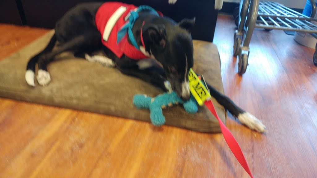 Pet Valu | 18265 Yonge St, East Gwillimbury, ON L9N 0A2, Canada | Phone: (905) 952-0005