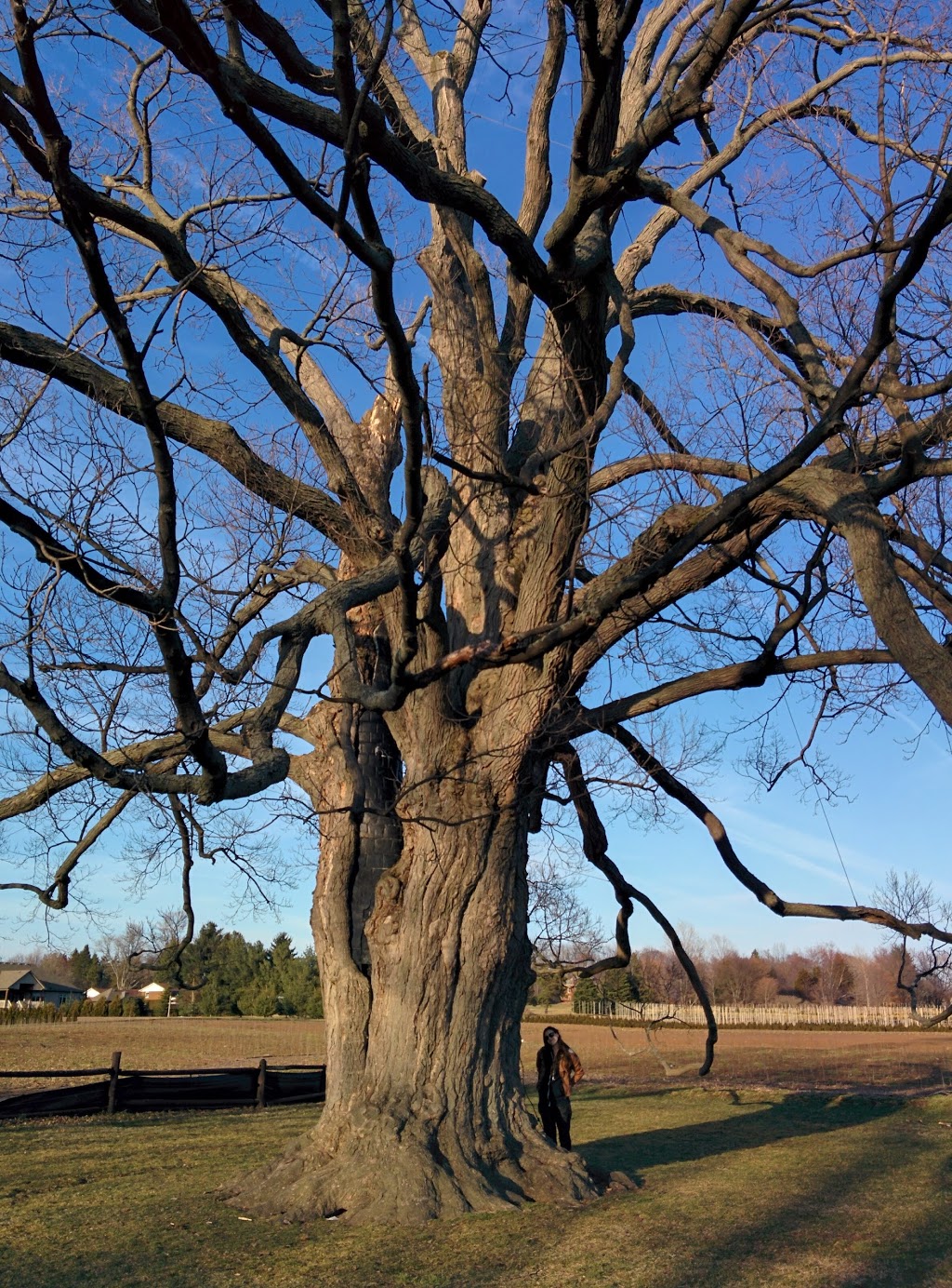 Comfort Maple Conservation Area | 640 Metler Rd, Fenwick, ON L0S 1C0, Canada | Phone: (905) 788-3135