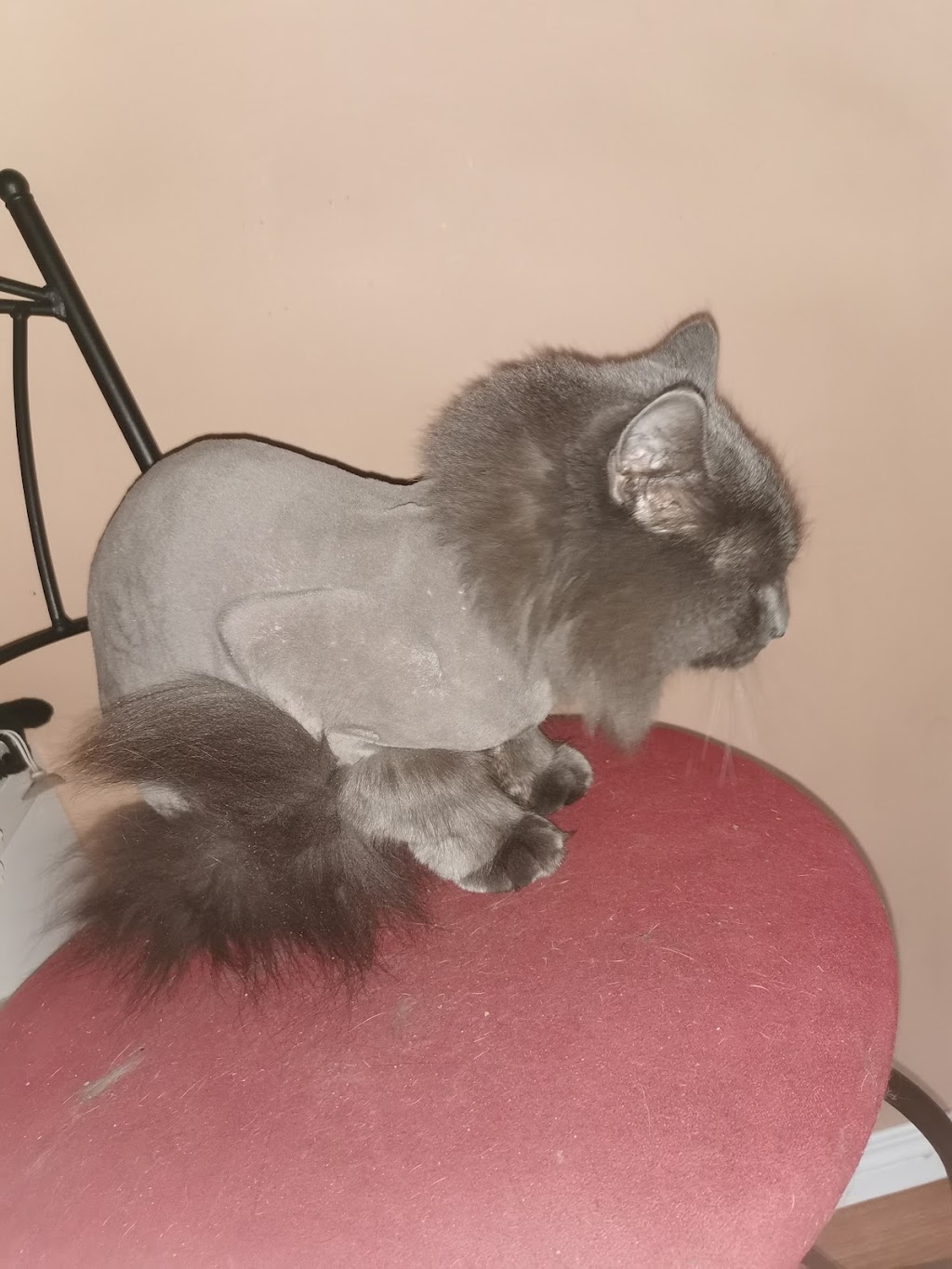 Fabulous Feline Grooming | 4711 17 Ave SE, Calgary, AB T2A 0T9, Canada | Phone: (403) 971-5790