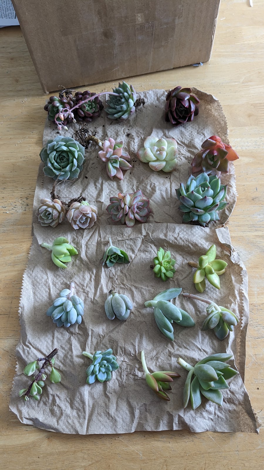 Succulentes Québec | 388 QC-116, Cleveland, QC J0B 2H0, Canada | Phone: (819) 238-1695