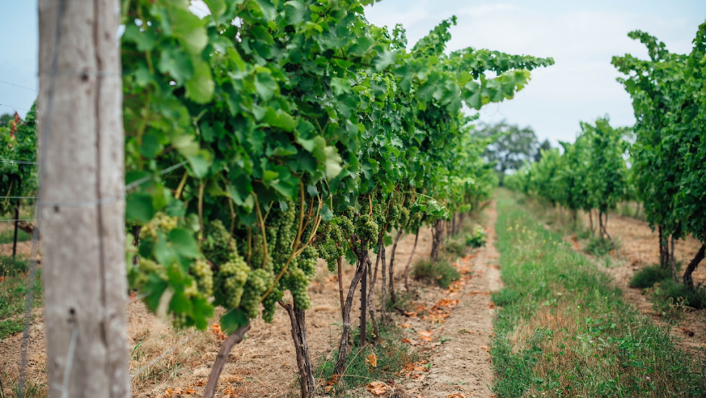 Wending Home Estate Vineyards & Winery | 3756 Ninth St, St. Catharines, ON L2R 6P9, Canada | Phone: (289) 640-1884