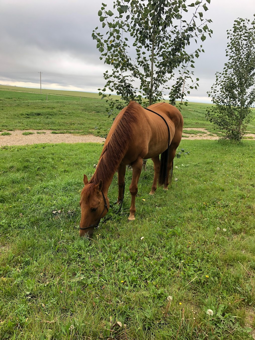 Sweetgrass Stables | 262234 Range Rd 290, Alberta T4A 0P7, Canada | Phone: (403) 226-0541