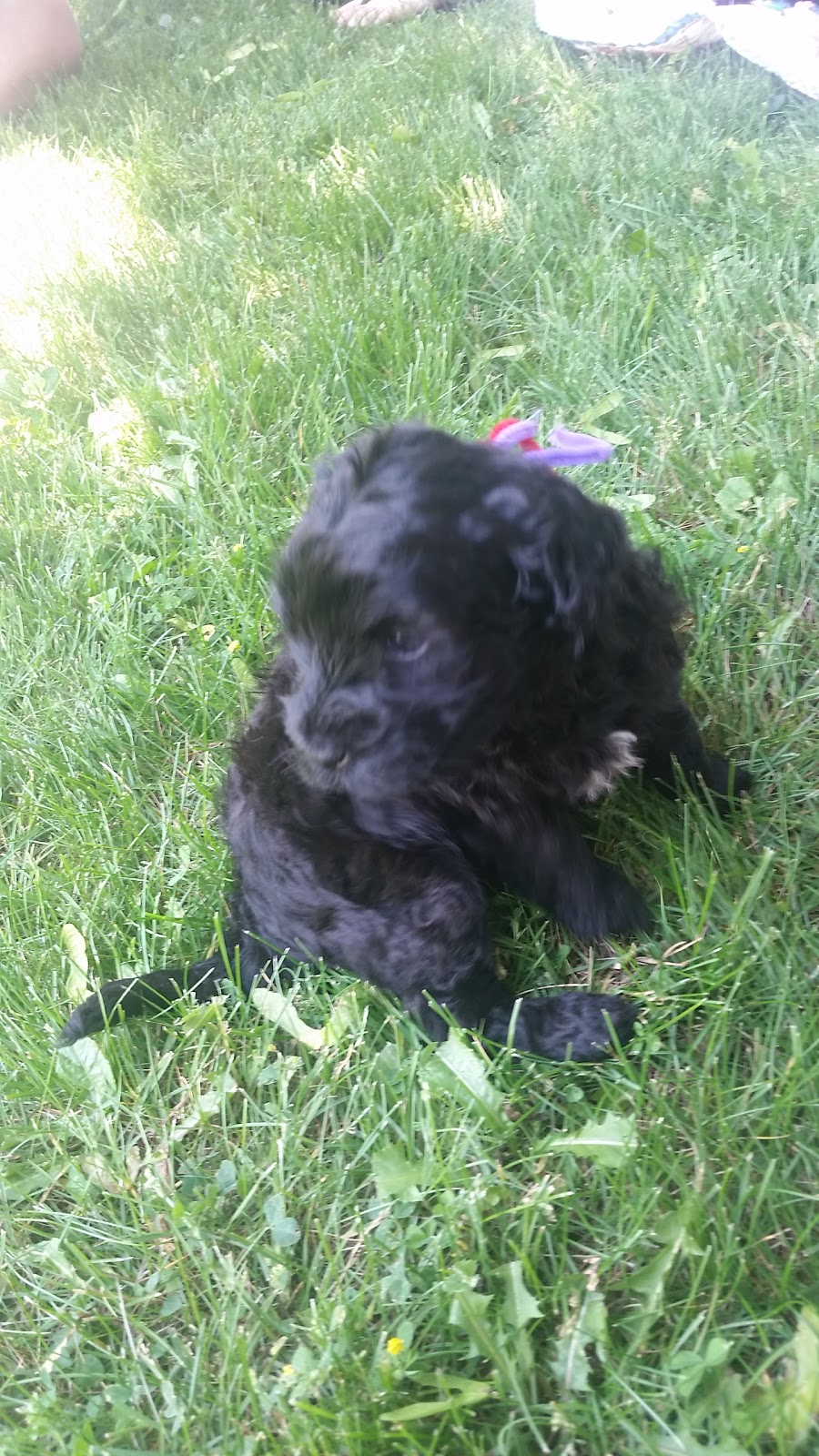 Willow Creek Water Dogs | Elmira, ON N3B, Canada | Phone: (519) 827-0950