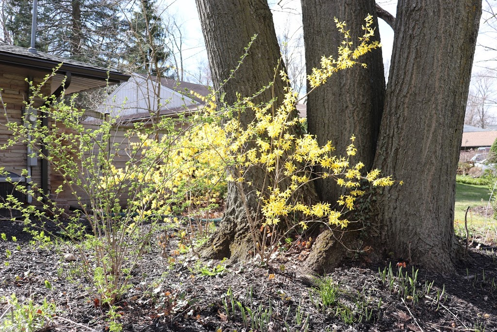 King Tree Service | 19 Dianne Ave, Cambridge, ON N1S 3J4, Canada | Phone: (519) 620-7165