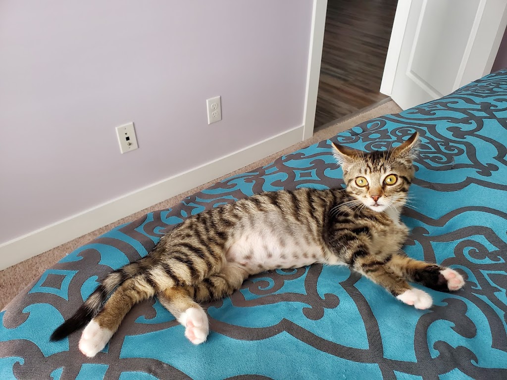 Saving Grace Animal Society | 4932 Main St, Alix, AB T0C 0B0, Canada | Phone: (403) 785-7427