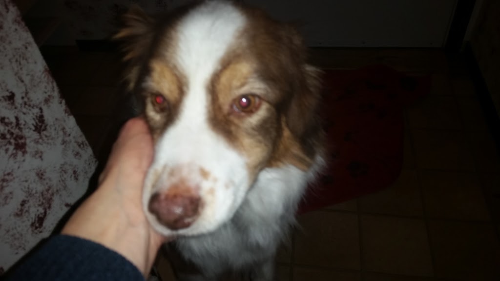Lakewood Animal Hospital | 1151 Lakewood Ct, Regina, SK S4X 3S3, Canada | Phone: (306) 545-6487
