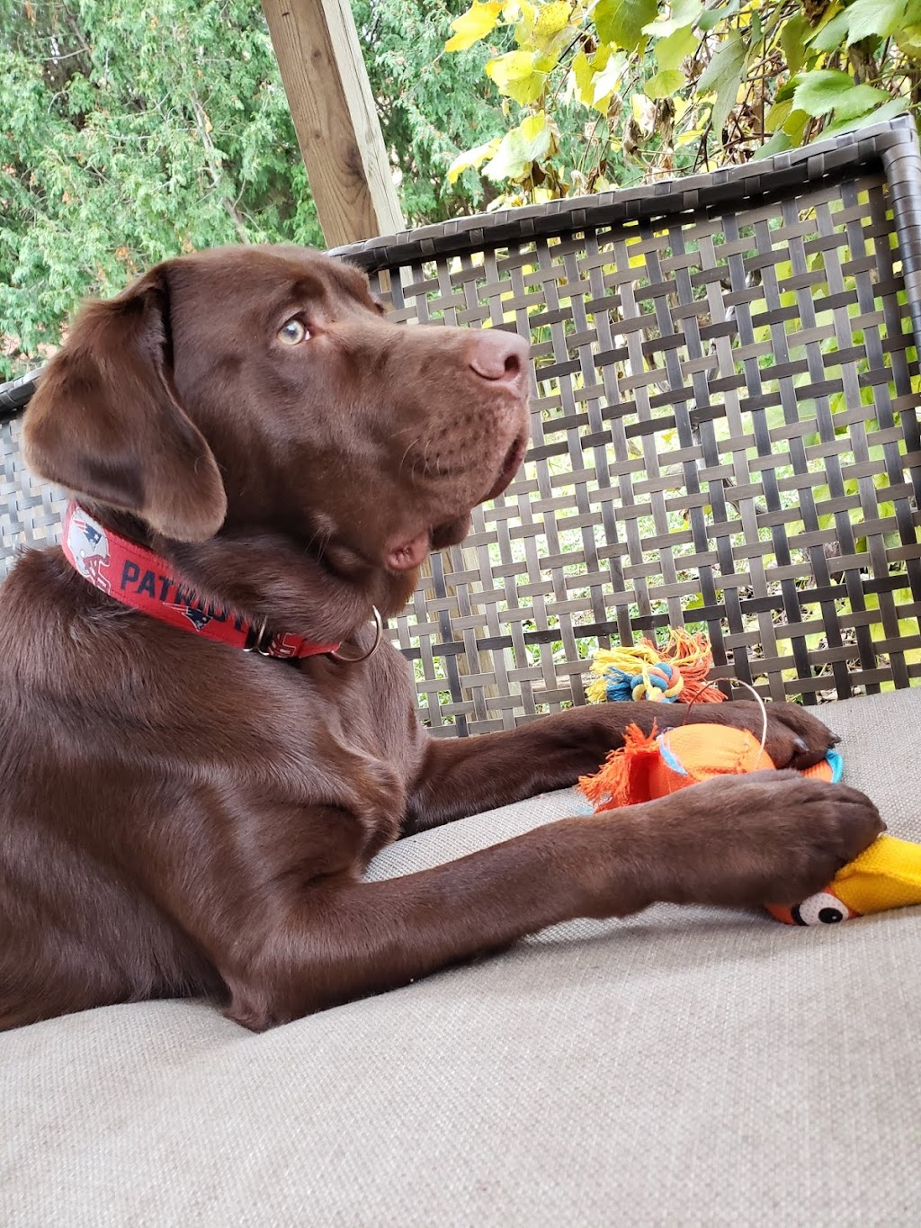 Country Paws Boarding | 1766 Wilton Grove Rd, London, ON N6N 1M8, Canada | Phone: (519) 644-1771