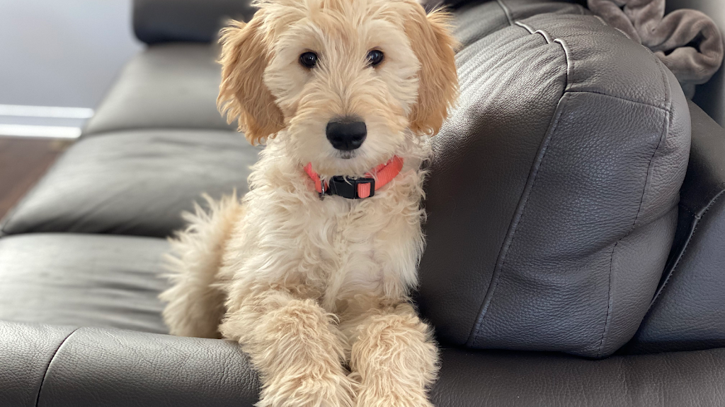 Daisy’s Golden Doodles | 1064 Bronk Rd, Belleville, ON K0K 2V0, Canada | Phone: (613) 242-5754