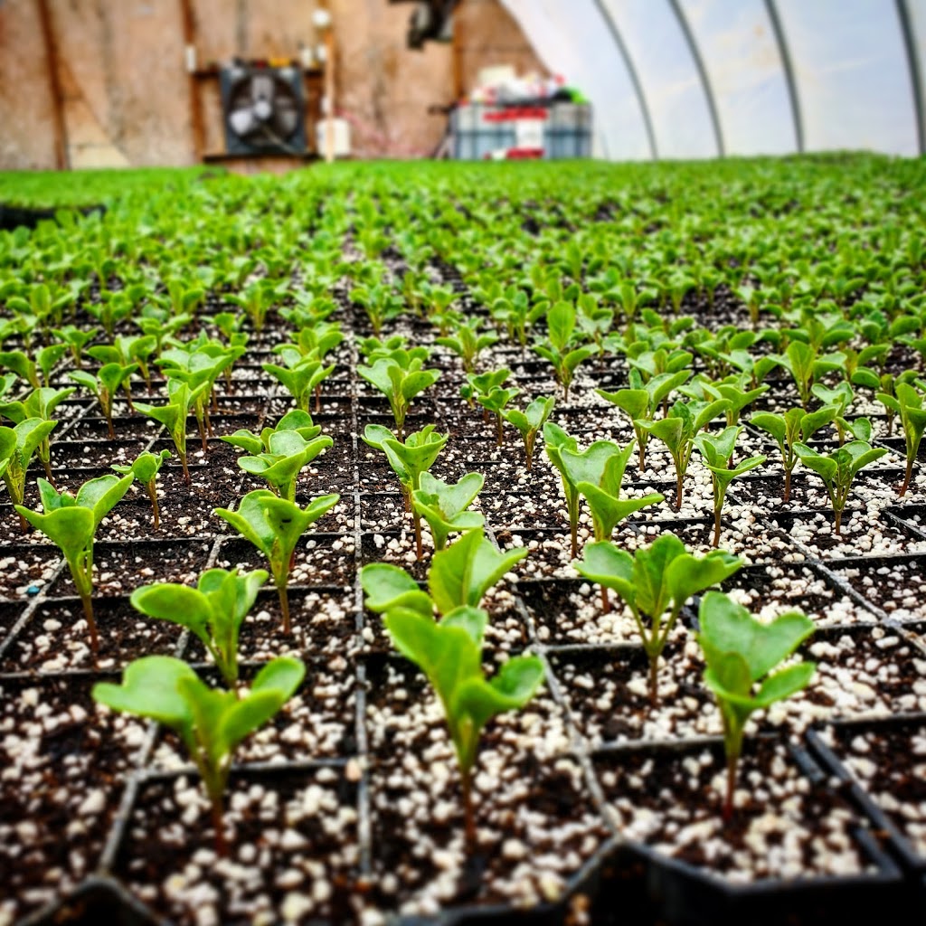 Green Pack Produce Inc. | 800 Lancaster Rd, Newcastle, ON L1B 1L9, Canada | Phone: (289) 928-2003