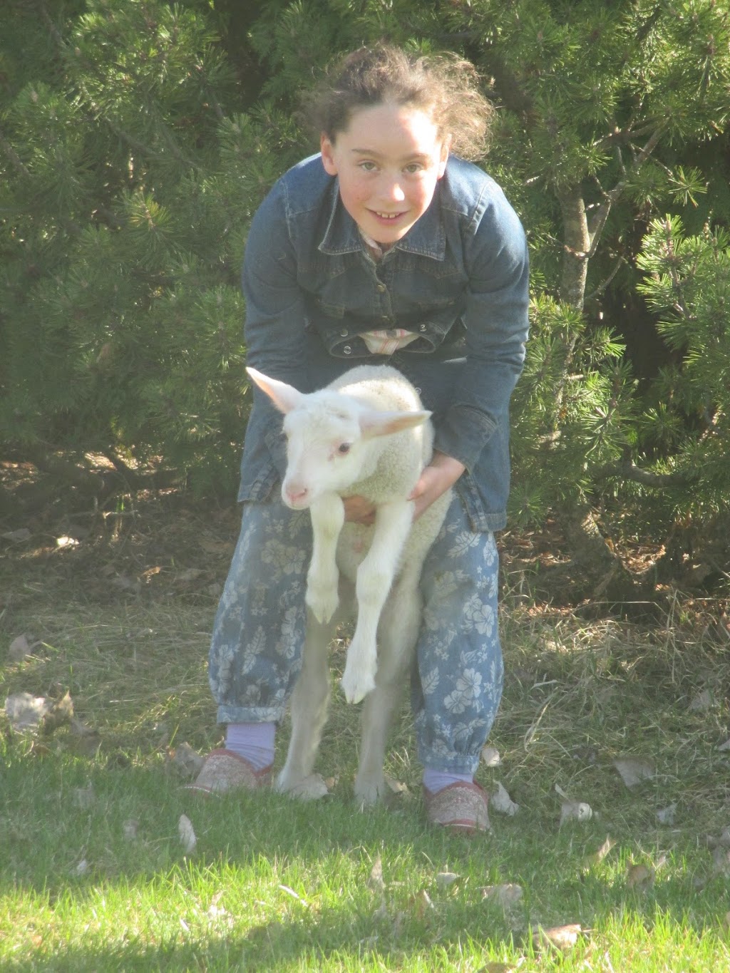 Little Mountain Farm | Sturgeon Rd, Rosser, MB R0C 3A0, Canada | Phone: (204) 632-8248