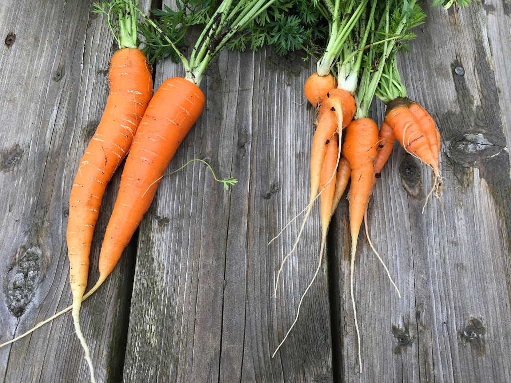 High Spirits Farm | 1 Pacific St, Pontypool, ON L0A 1K0, Canada | Phone: (705) 277-2718