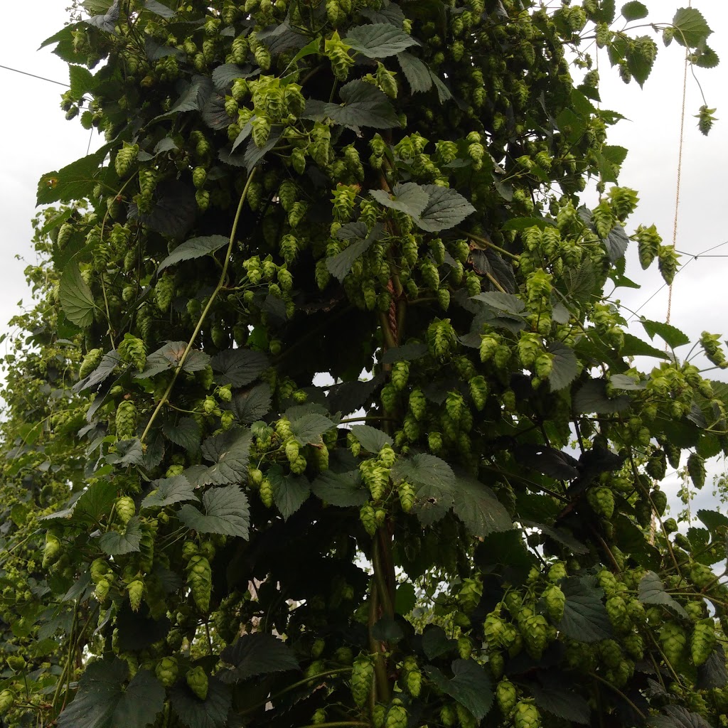 The Tavistock Hop Company | Perth County Line 26, Perth East, ON N0B 2R0, Canada | Phone: (519) 502-2943