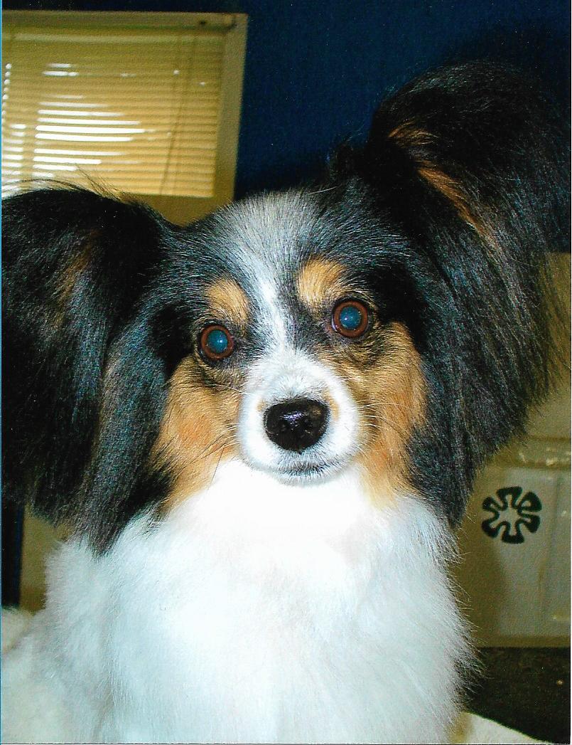 Keidun Dog Grooming | 22501 Wye Rd, Sherwood Park, AB T8C 1H9, Canada | Phone: (780) 467-2068