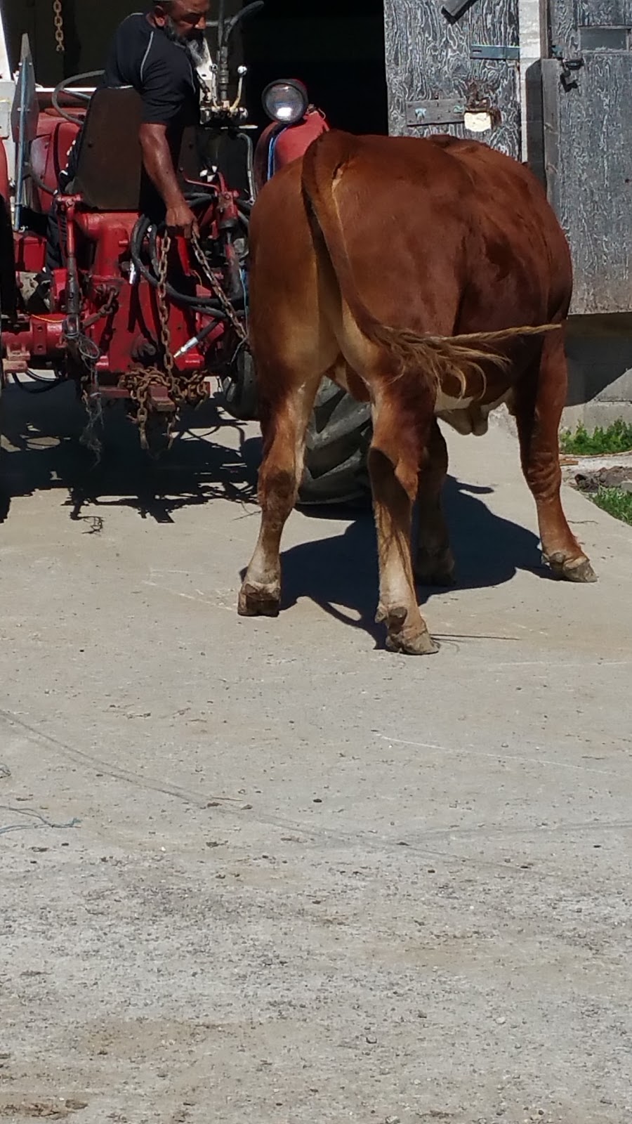 Kawartha Dairies Benson & Downing | 630 Farms Rd, Woodville, ON K0M 2T0, Canada | Phone: (705) 439-2800