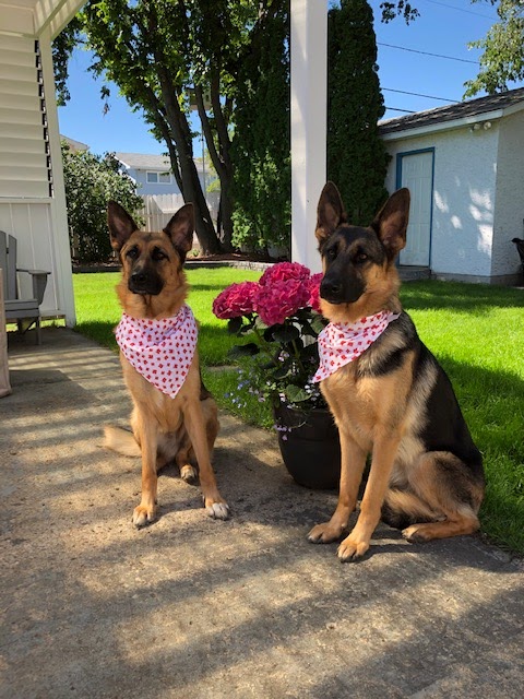 Westside German Shepherds | South east 18 -16-27 W2, Saskatchewan St W, Moose Jaw, SK S6H 4R3, Canada | Phone: (306) 693-2694
