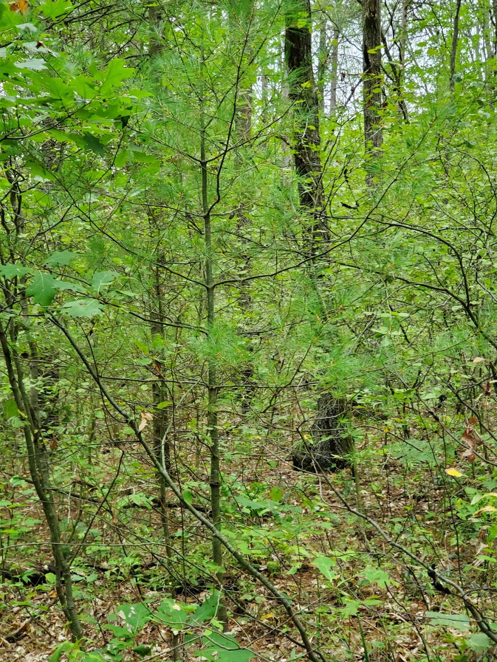 Woodland Trailhead, Northumberland County Forest | 199-101 Woodland Rd, Roseneath, ON K0K 2X0, Canada | Phone: (905) 372-3329 ext. 2303