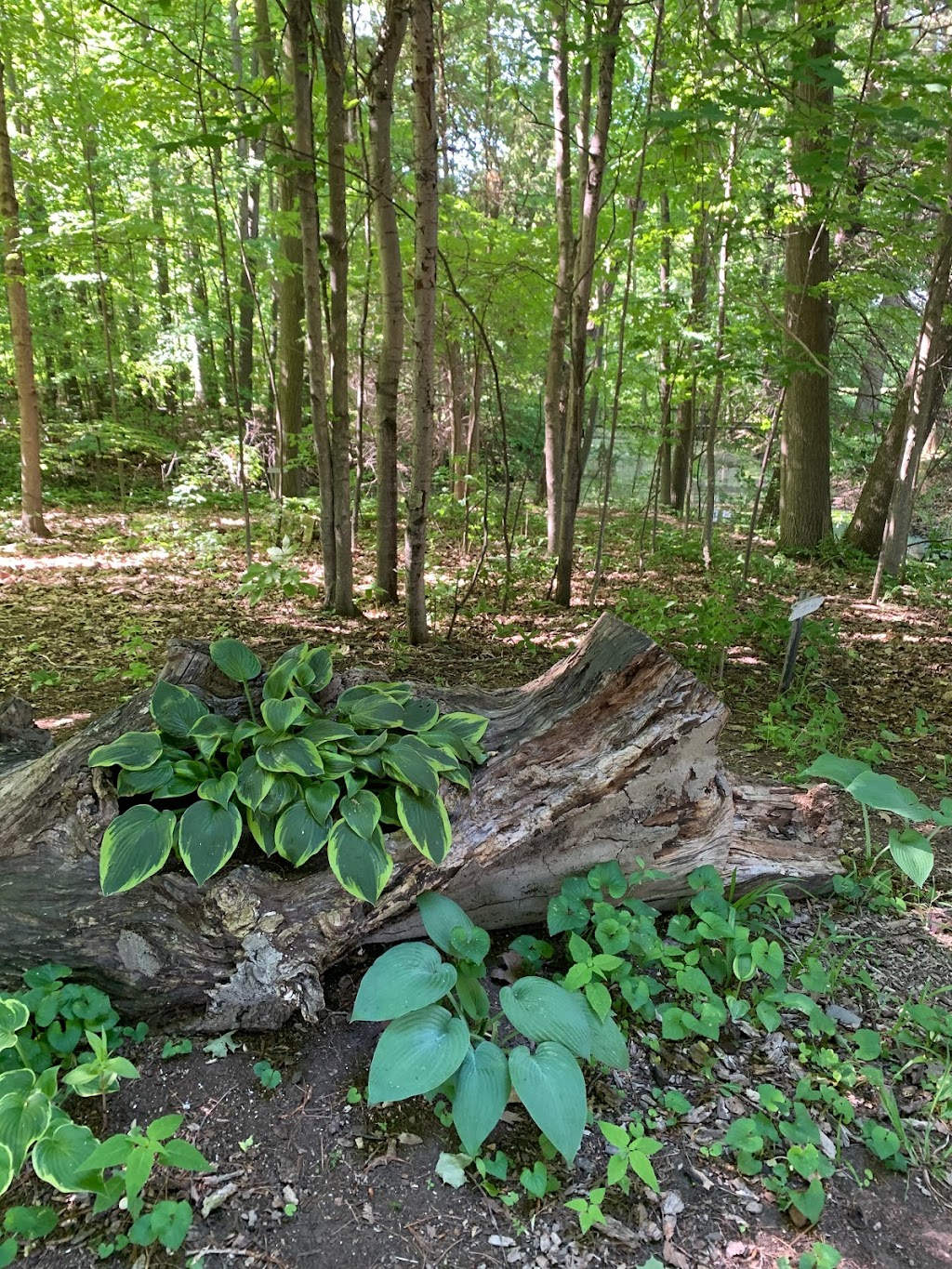 Twin Pines Orchards | 8169 Kennedy Line, Thedford, ON N0M 2N0, Canada | Phone: (519) 296-5558