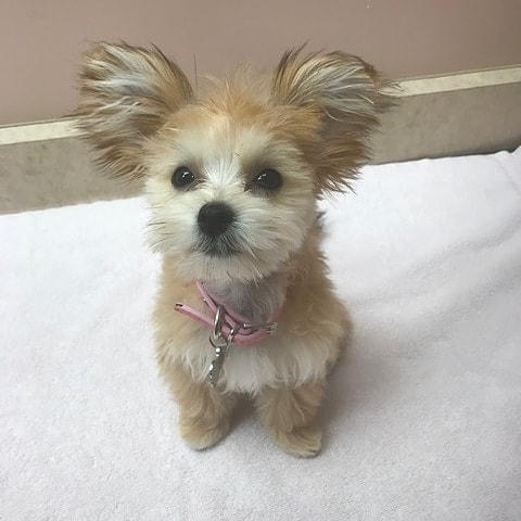 Avonlea Animal Hospital | 3221 Derry Rd W #4, Mississauga, ON L5N 7L7, Canada | Phone: (905) 785-6966