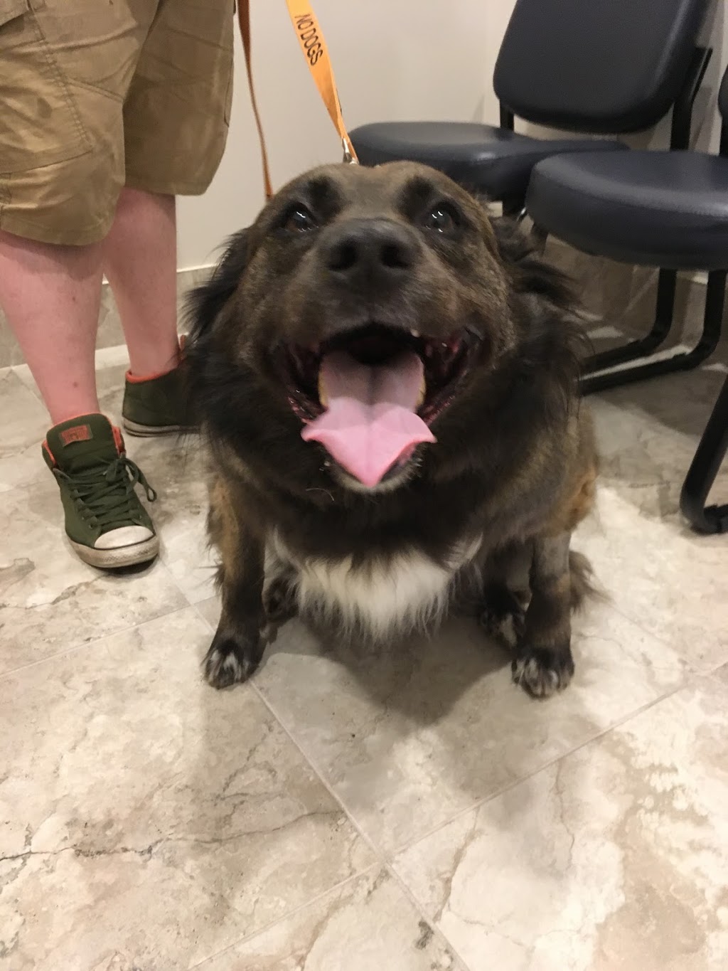 Eagleson Veterinary Clinic | 46-500 Eagleson Rd, Kanata, ON K2L 2X1, Canada | Phone: (613) 383-8381