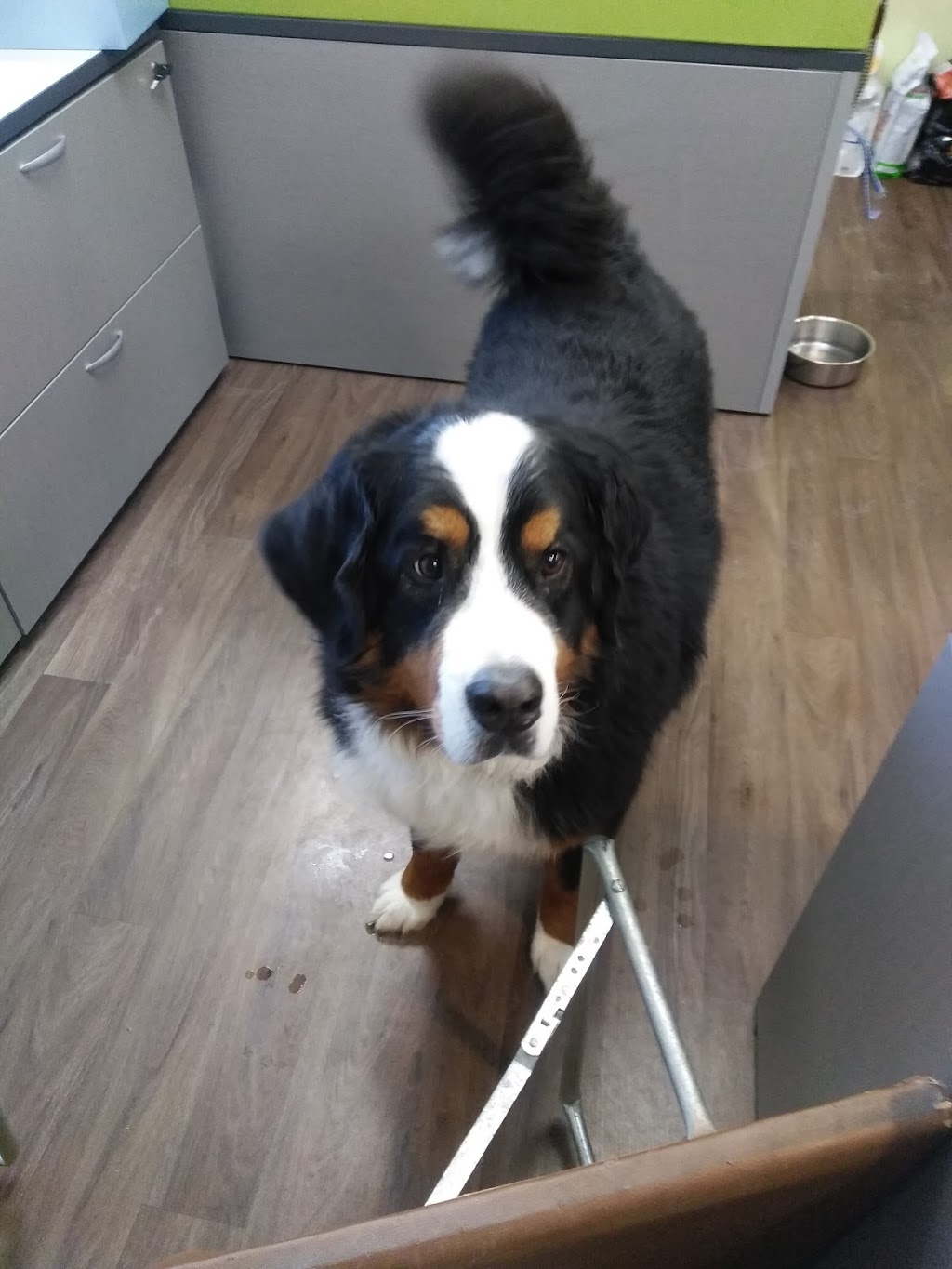 VCA Canada Masonville Animal Hospital | 101 Fanshawe Park Rd E #8, London, ON N5X 3V9, Canada | Phone: (519) 660-1770