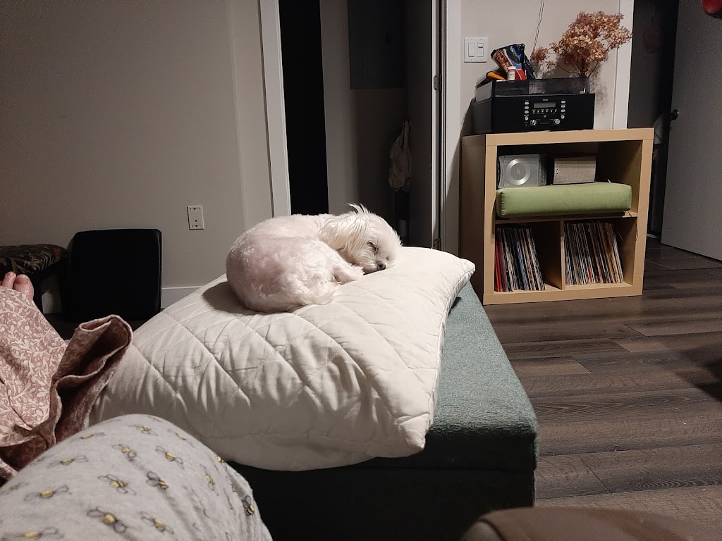 Round Trip Dog Walking & Pet Sitting | 293 Buckingham Dr, Stillwater Lake, NS B3Z 1G8, Canada | Phone: (902) 499-3595