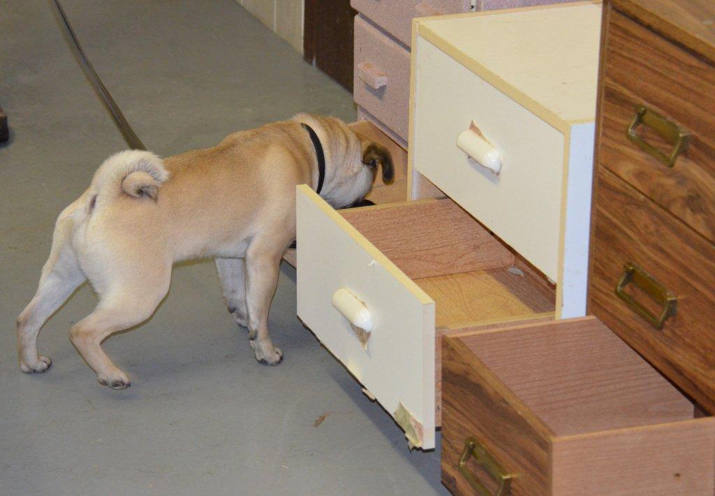 New Discoveries Dog Training | 2256 Glenmore Rd, Campbell River, BC V9H 1C8, Canada | Phone: (250) 203-7968