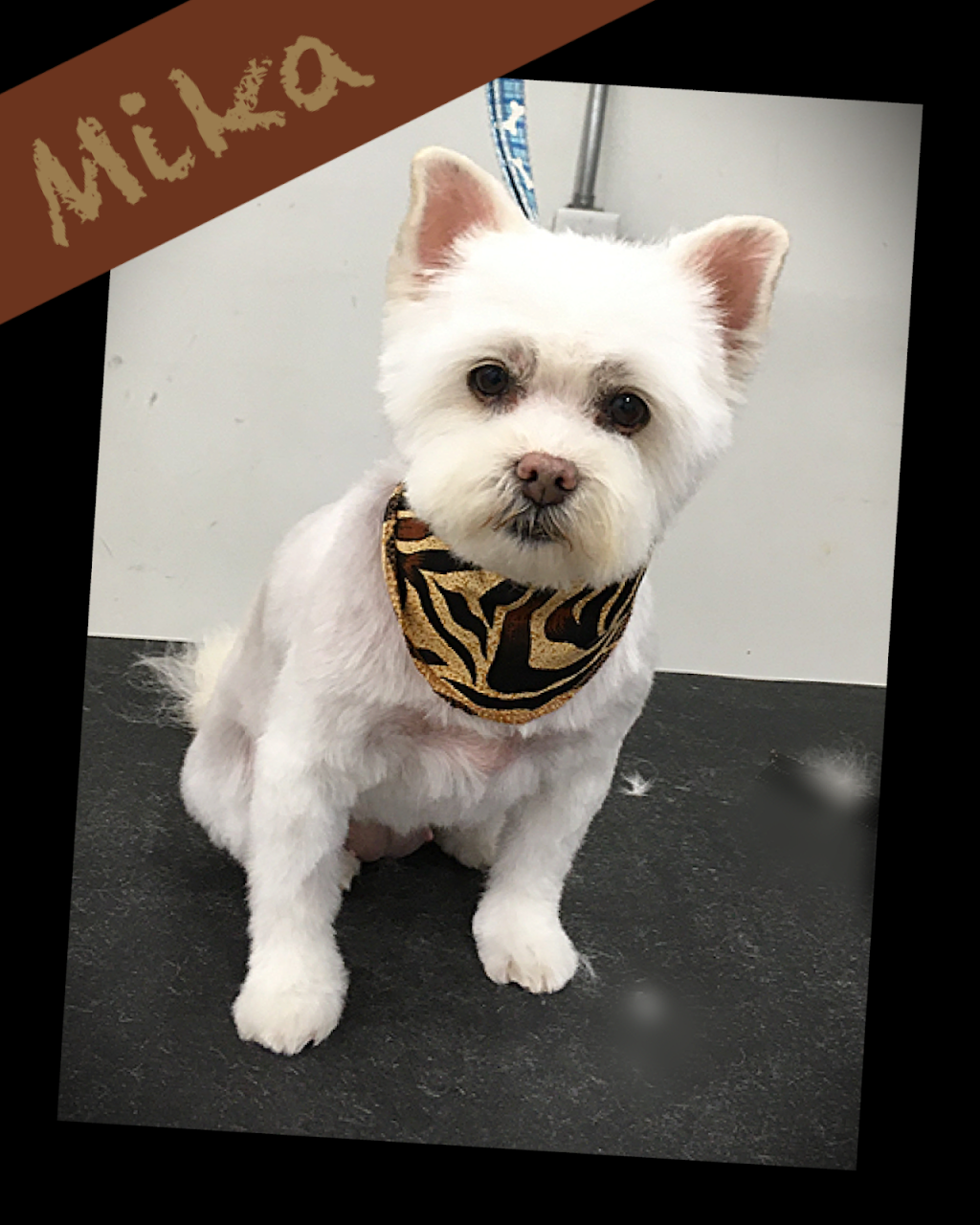 Centre de formation toilettage aux petits soins | 185 Bd Antonio-Barrette, Notre-Dame-des-Prairies, QC J6E 1E6, Canada | Phone: (450) 758-1855