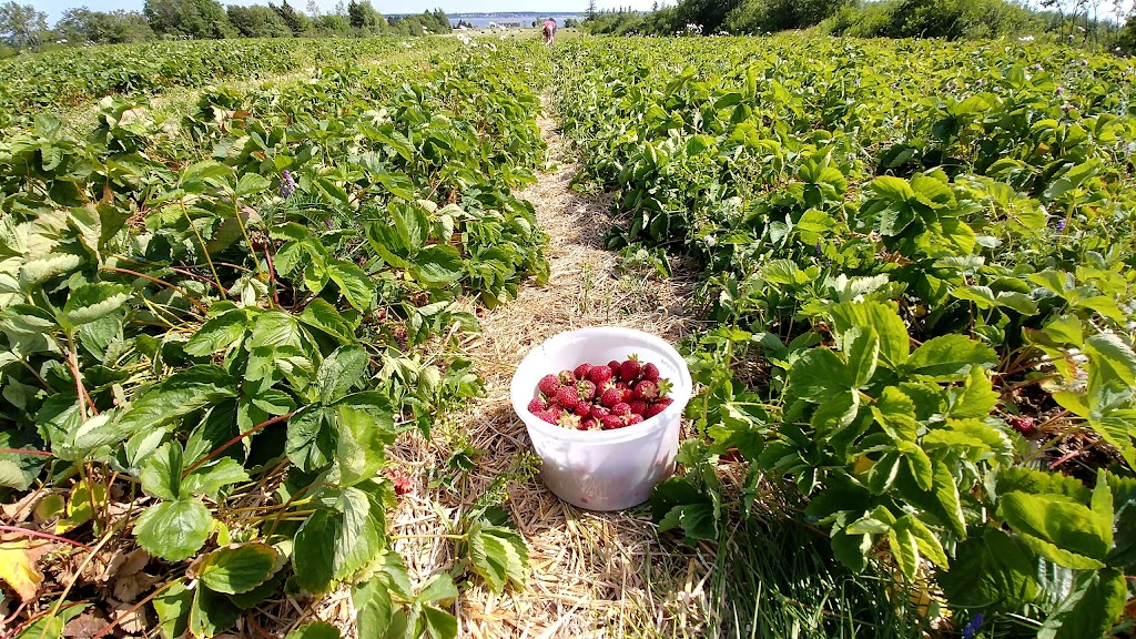 La Ferme Michaud Ltée. / Michaud Farm Ltd. | 739, NB-475, Baie de Bouctouche, NB E4S 4N9, Canada | Phone: (506) 743-6947