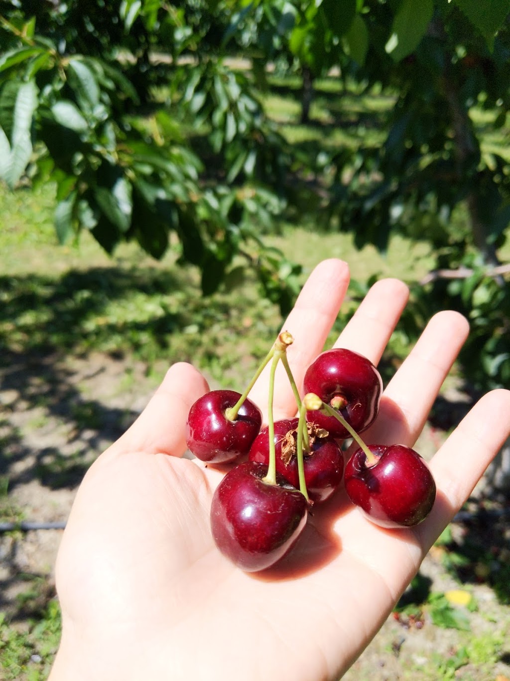 Hillside Orchards | 400-498 310th Ave, Osoyoos, BC V0H 1V5, Canada | Phone: (250) 485-7180