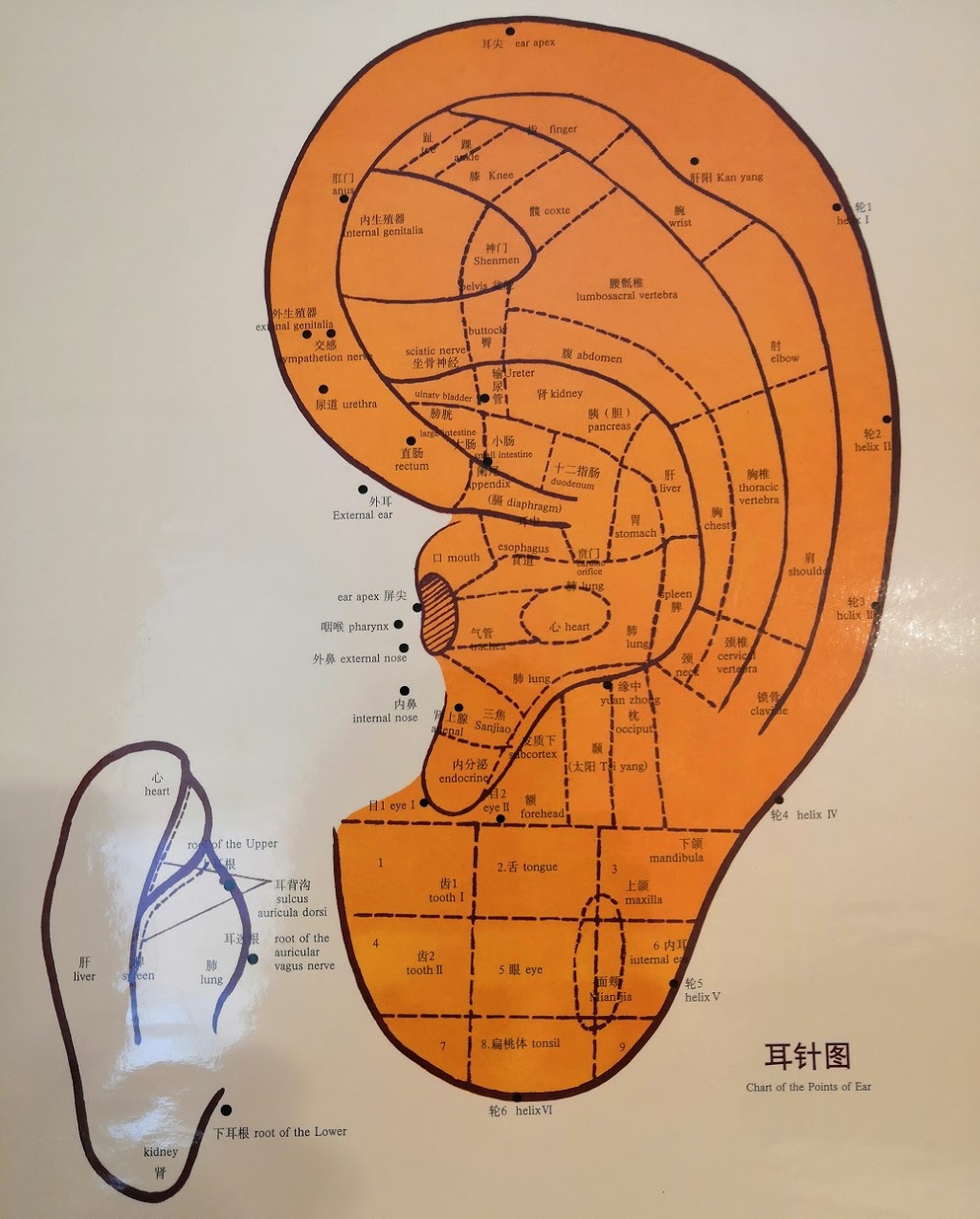 Burnaby South Acupuncture Center | 7777 Royal Oak Ave #102, Burnaby, BC V5J 4K2, Canada | Phone: (604) 721-9117