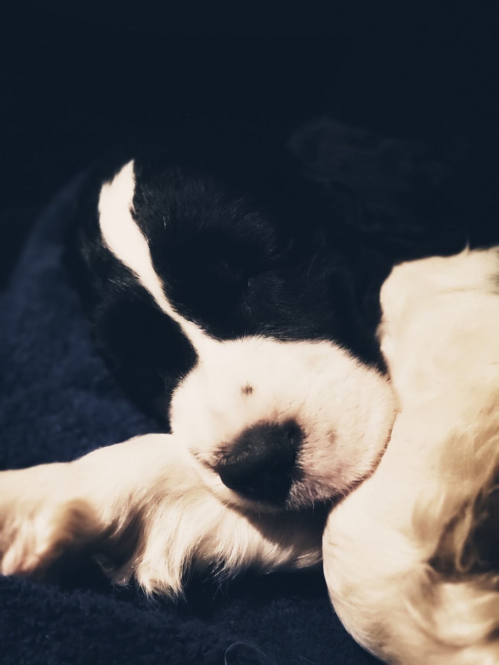 Trojh English Springer Spaniels | 757 Arthur St, Ayton, ON N0G 1C0, Canada | Phone: (519) 665-7488