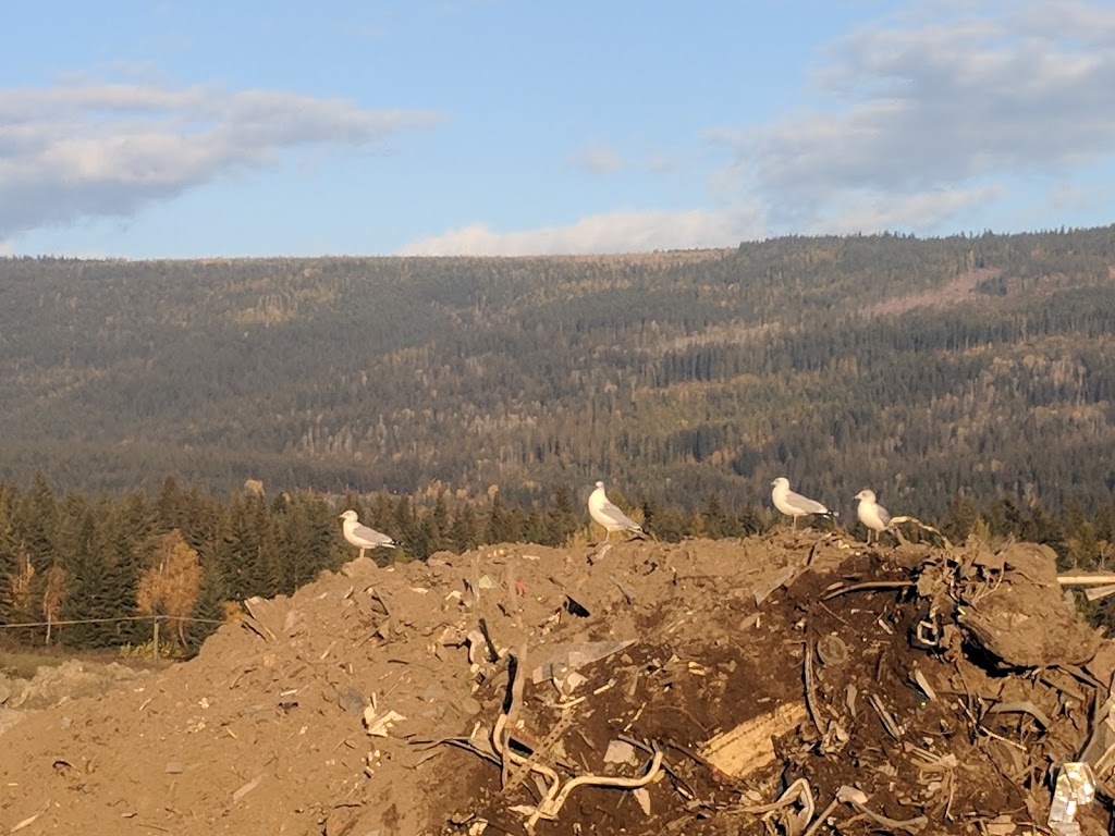 Sandy Acres Berry Farm | 2250 40 St SE, Salmon Arm, BC V1E 1X9, Canada | Phone: (250) 832-5398