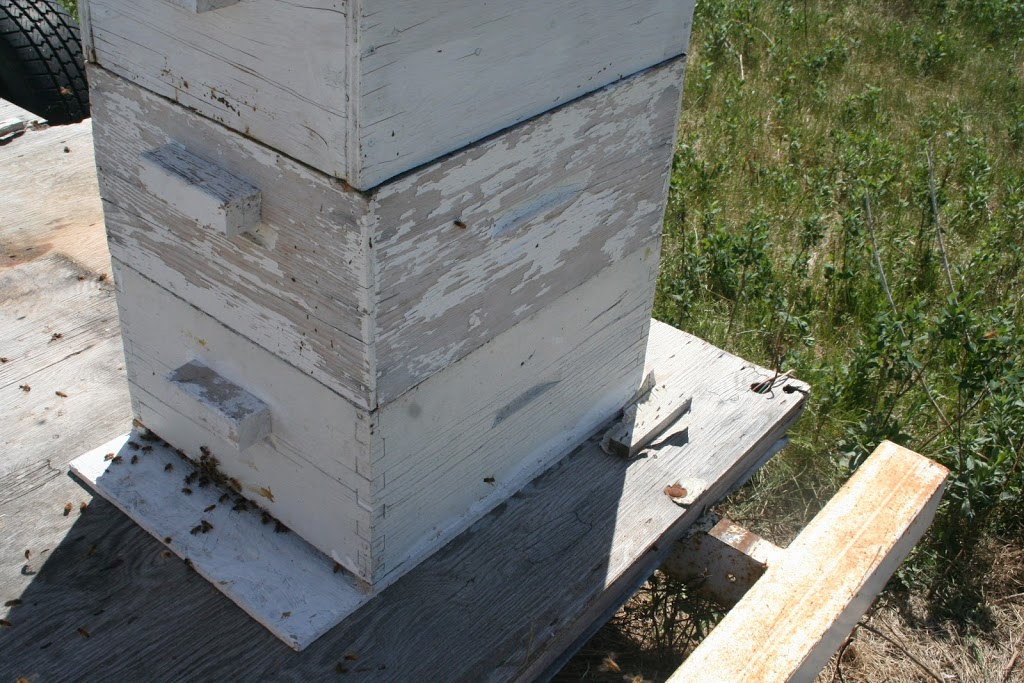 Haas Apiaries | 52 Marina N, Colesdale Park, SK S0G 0L0, Canada | Phone: (306) 725-7258