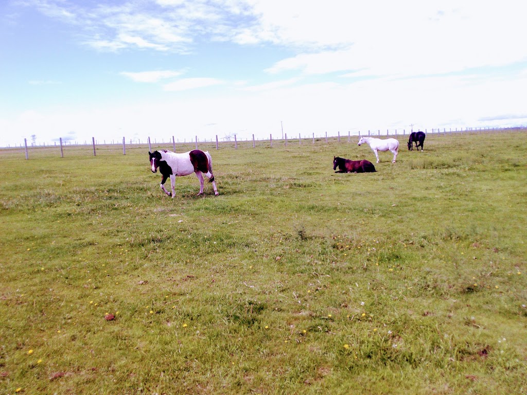 Crossfield Horse Park | 291113 RR 10, Crossfield, AB T0M 0S0, Canada | Phone: (403) 946-5202