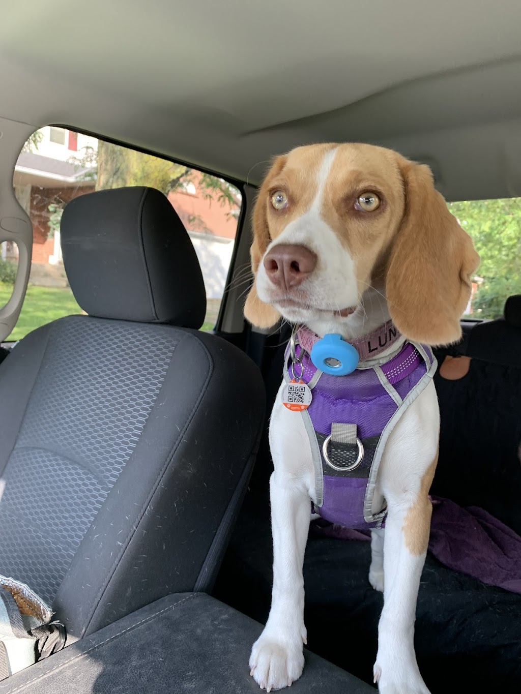 Niagara Dog Training | 32 Lakeshore Rd, St. Catharines, ON L2N 2S9, Canada | Phone: (289) 401-8884