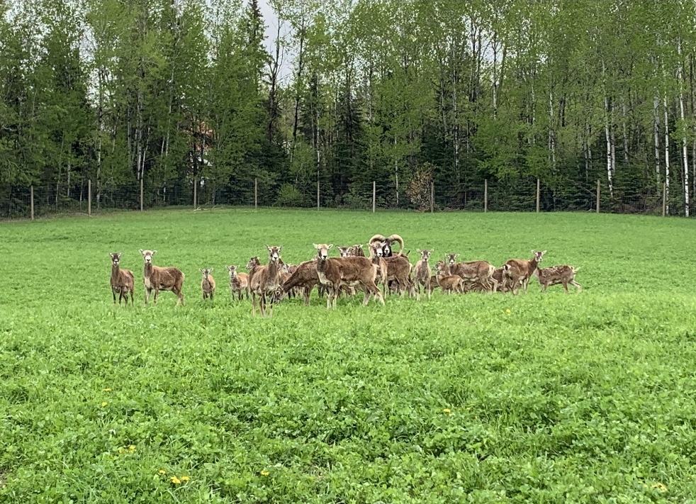 Ranch Dupont | 3590 Rang Saint Michel, Shawinigan-Sud, QC G9N 6T5, Canada | Phone: (819) 534-3717