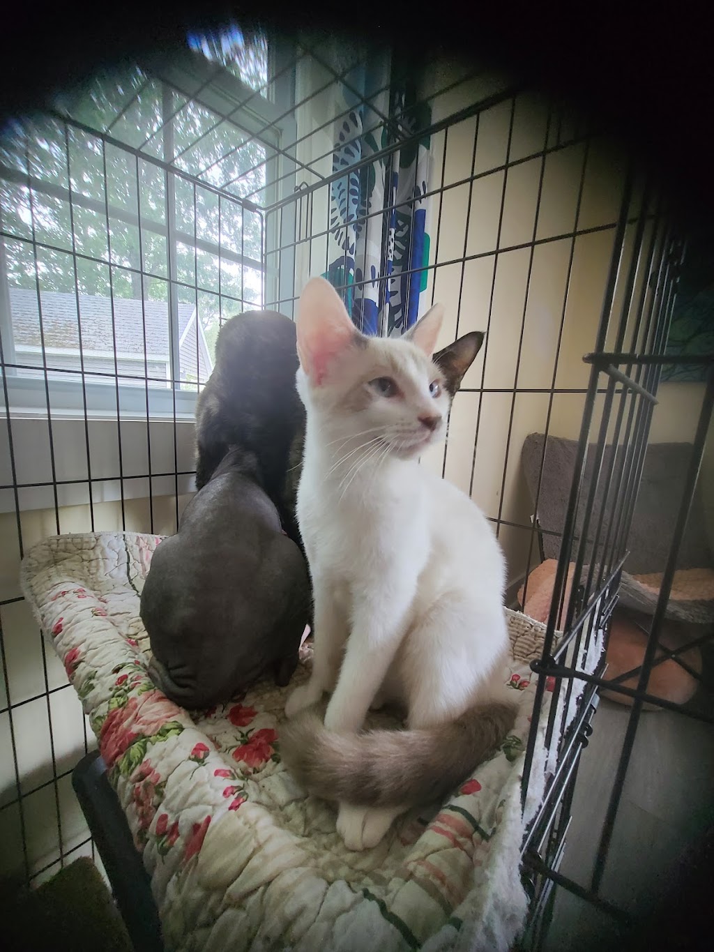 ValleyCatTales | South Farmington, NS B0P 1W0, Canada | Phone: (902) 312-1449