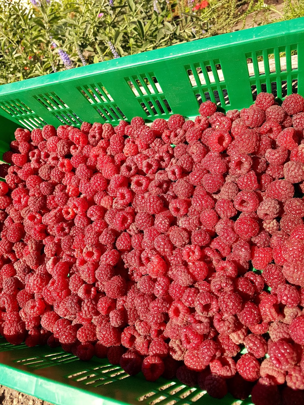 Springside Farms | Laird No. 404, SK S0K 0W0, Canada | Phone: (306) 945-0505