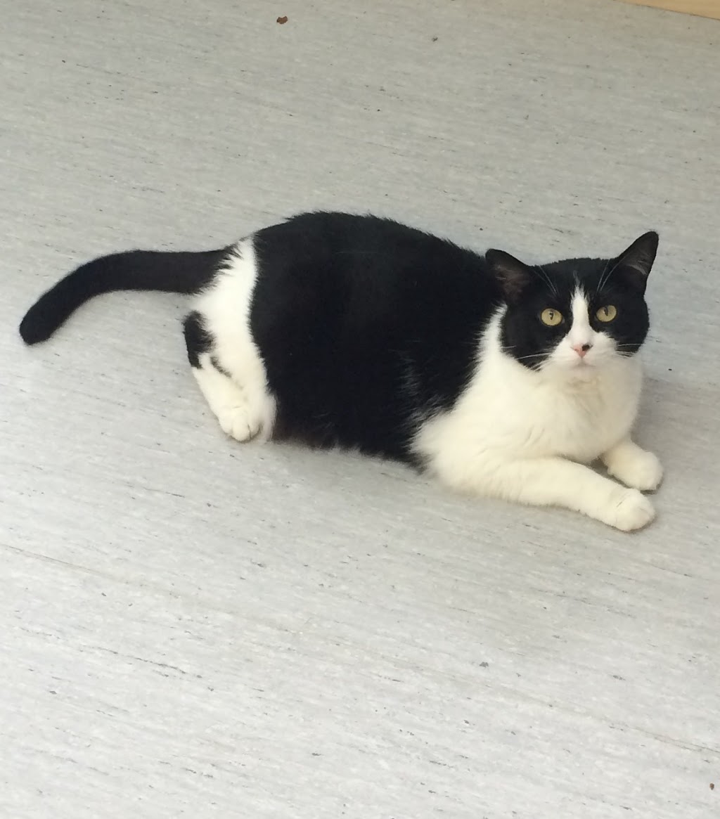 Animal Clinic Of Brooklin | 105 Winchester Rd W, Whitby, ON L1M 1B5, Canada | Phone: (905) 655-3811