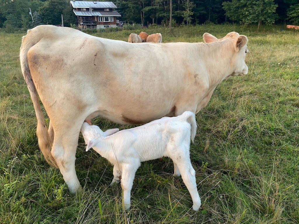 Buttercup Estate Farm | 6970 McMillan Side Rd, Washago, ON L0K 2B0, Canada | Phone: (705) 826-6516