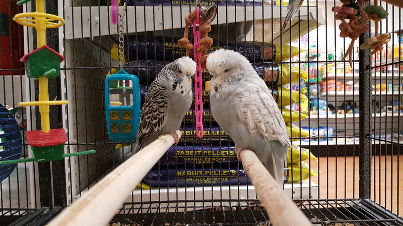 Pets West | 220, 777 Royal Oak Dr, Victoria, BC V8X 4V1, Canada | Phone: (250) 744-1779