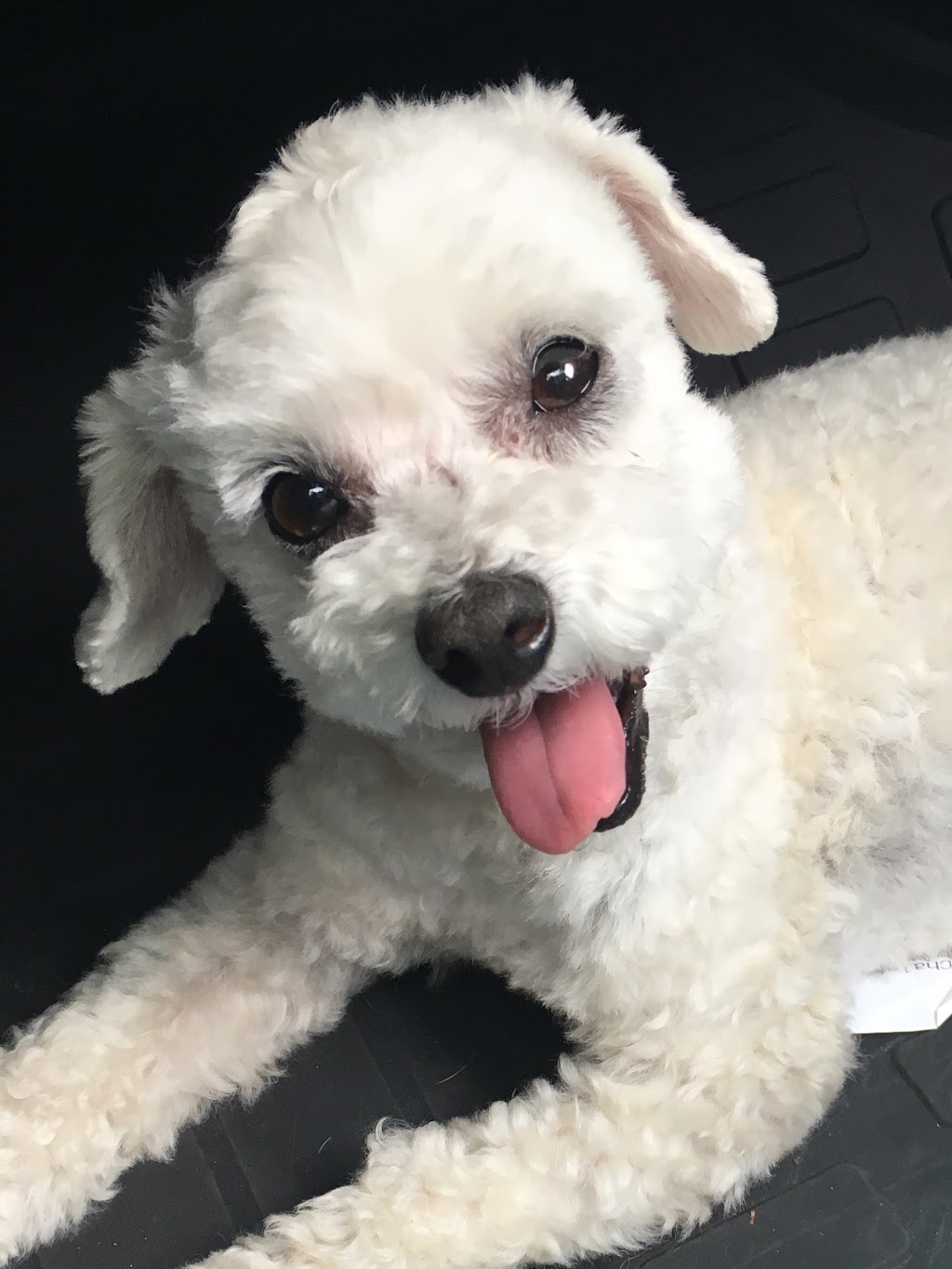 Dogs at Kats | 9404 Danforth Rd E, Cobourg, ON K9A 4J8, Canada | Phone: (905) 396-5287